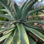 Aloe marlothii 葉