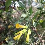 Nicotiana glauca Blad