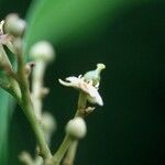 Exothea paniculata പുഷ്പം