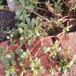 Portulaca oleraceaFolio