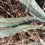 Plantago monosperma Blad