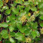 Salix arctica Blüte