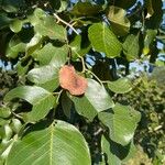 Pterocarpus rotundifolius Fruit
