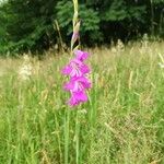 Gladiolus palustris Habitus