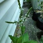 Verbena urticifolia Fiore