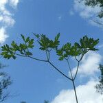 Peucedanum oreoselinum Leaf