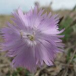 Dianthus gallicus Autre