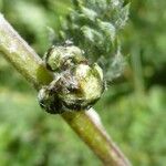 Artemisia atrata Fruto