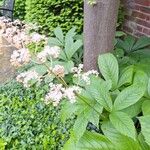 Rodgersia podophylla 葉