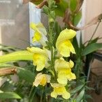 Antirrhinum latifoliumFlower