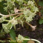 Valeriana echinata Outro