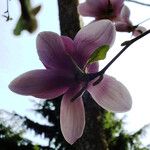 Magnolia sprengeri Fiore