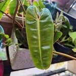 Philodendron billietiae Yaprak