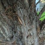 Juniperus virginiana Φλοιός