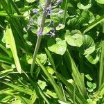 Nectaroscilla hyacinthoides Fleur