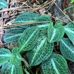 Goodyera pubescens Blatt