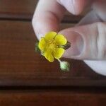 Potentilla neumanniana Fleur