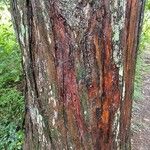 Podocarpus totara Bark