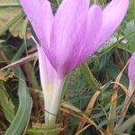 Colchicum autumnale Fleur