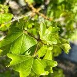 Acer × coriaceum Leaf