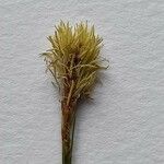 Carex halleriana Flower