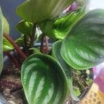 Peperomia argyreia Лист