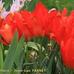 Tulipa undulatifolia Fleur