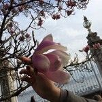 Magnolia x soulangeana Άλλα