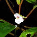 Begonia poculifera Blodyn