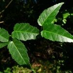 Acer caudatifolium List