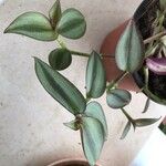 Tradescantia zebrina पत्ता