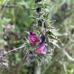 Echium sabulicolaപുഷ്പം