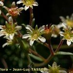 Saxifraga hariotii Flower