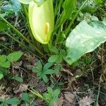 Arum italicum Liść