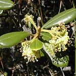 Solmsia calophylla 花