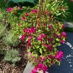 Bougainvillea spectabilis Pokrój