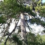 Pinus nigra ശീലം