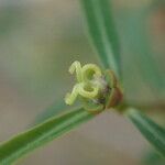 Euphorbia randrianijohanyi Çiçek