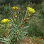 Euphorbia nicaeensis 整株植物