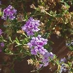 Verbena rigida Flor