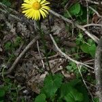 Doronicum columnae Květ