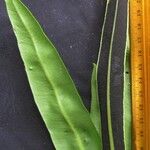 Elaphoglossum tonduzii 葉