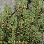 Clypeola jonthlaspi Habitat