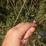 Xeranthemum cylindraceum Kvet