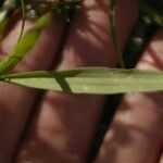 Lathyrus annuus Leaf