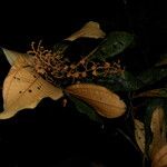 Miconia punctata Blodyn