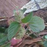 Acalypha alopecuroidea Лист