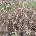 Miscanthus sacchariflorus ഇല