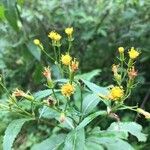 Senecio cacaliaster Flor