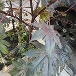 Ricinus communisBlatt